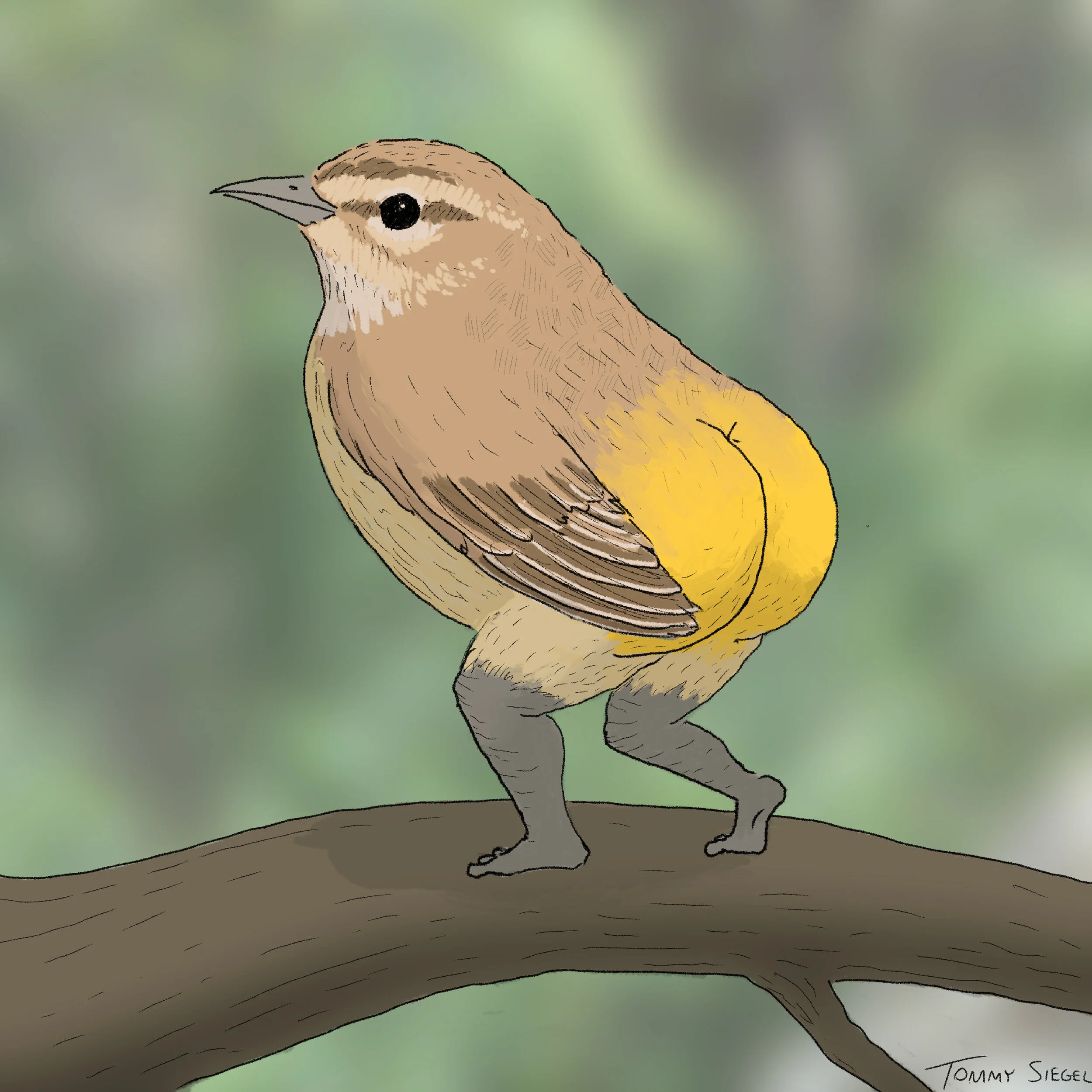 palm warbler.jpg