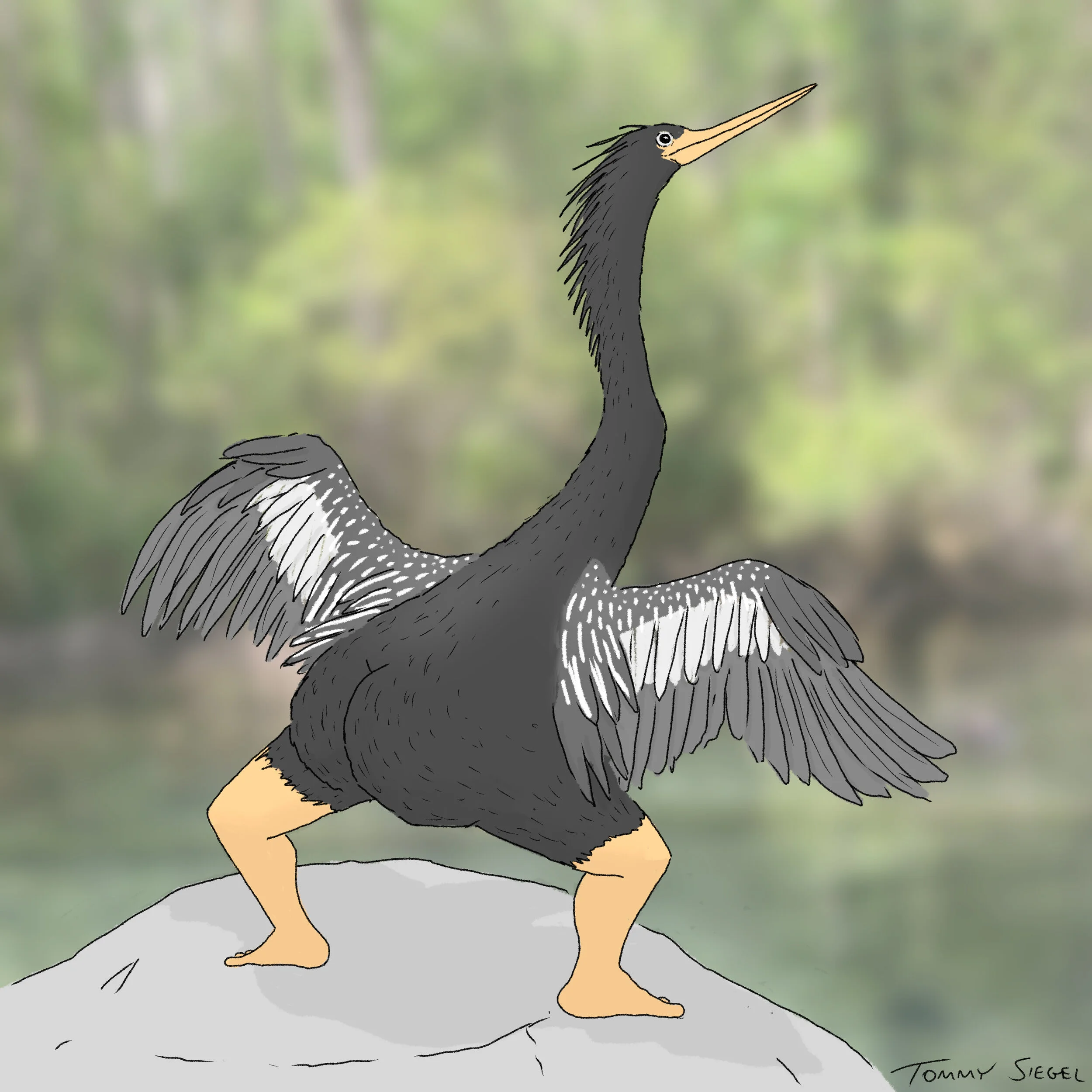 anhinga.jpg