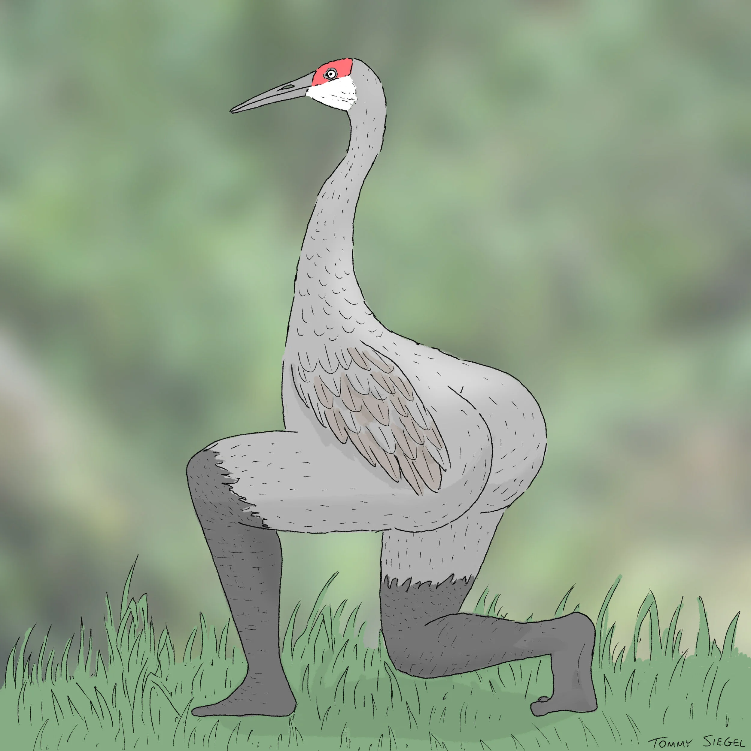 sandhill crane.jpg