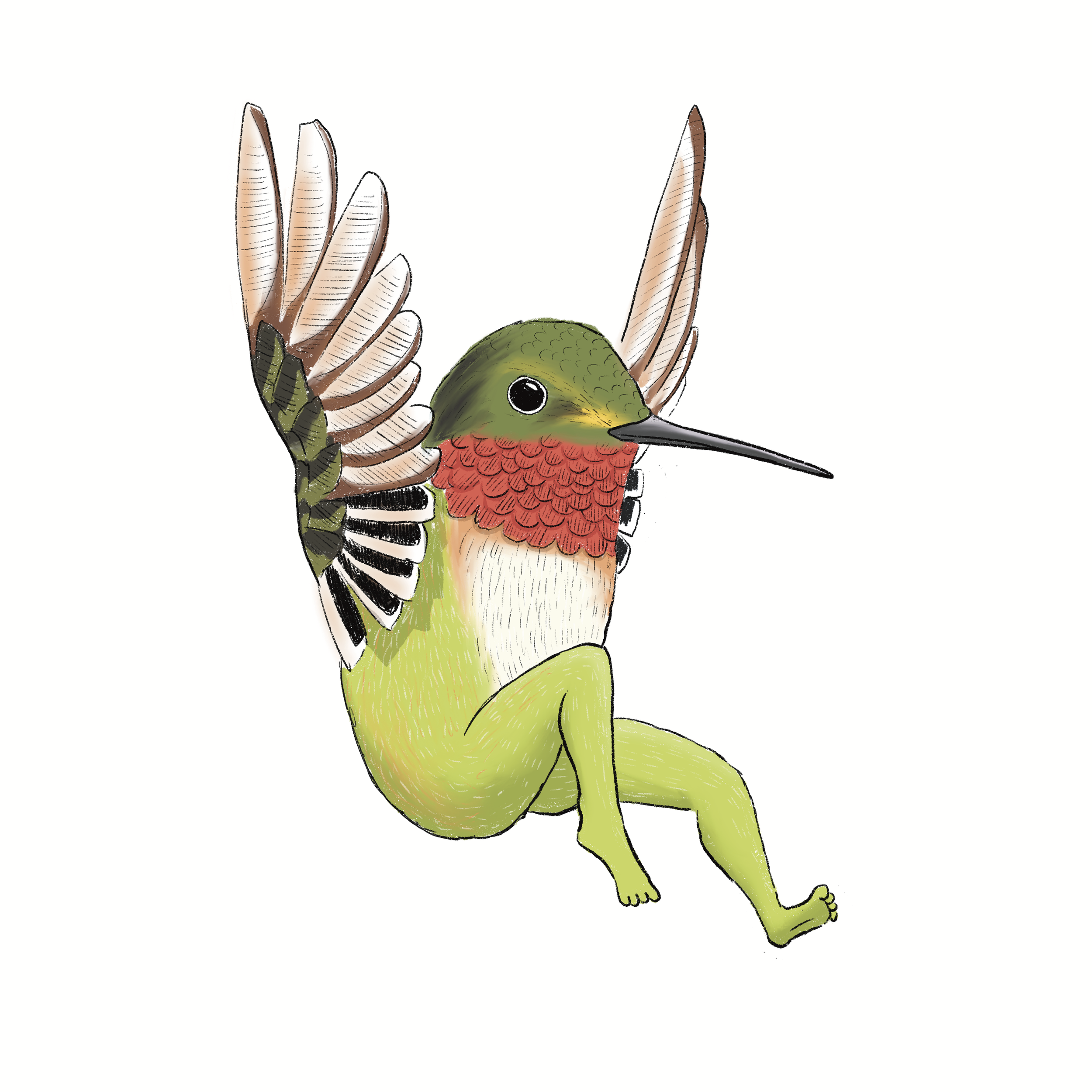 Ruby-Throated Hummingbird.png