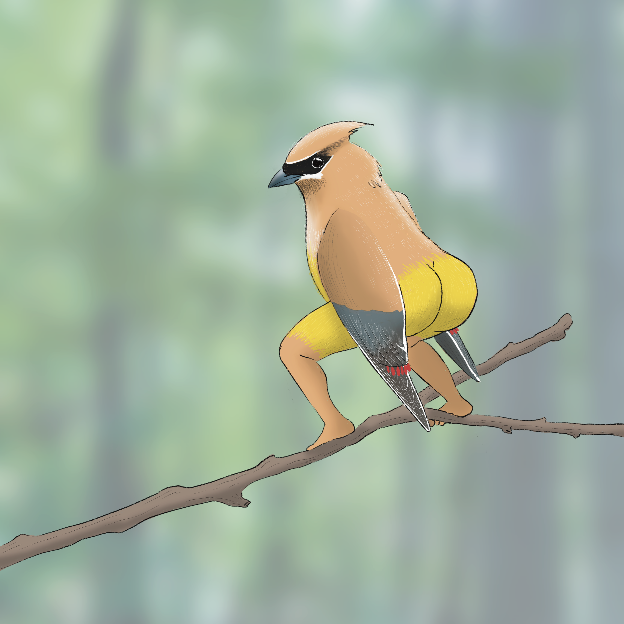 cedar waxwing.png