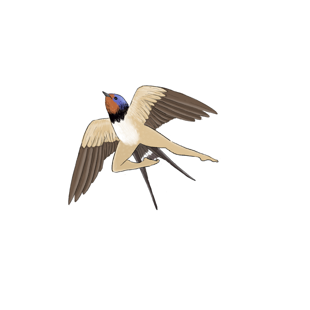2024 First Edition - Precise Bird Stickers for Expert Birders (4-Pack) —  Tommy Siegel