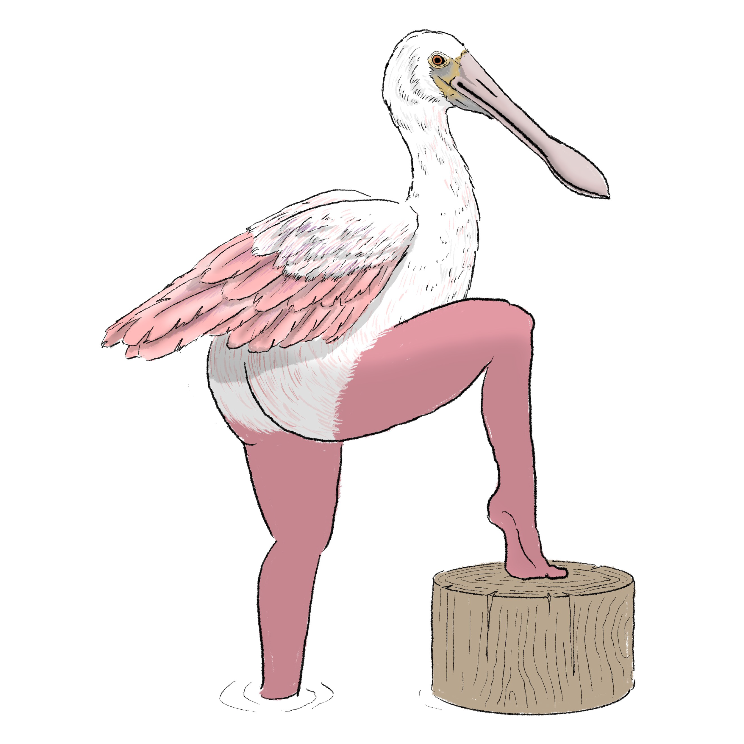 Roseate_Spoonbill.png