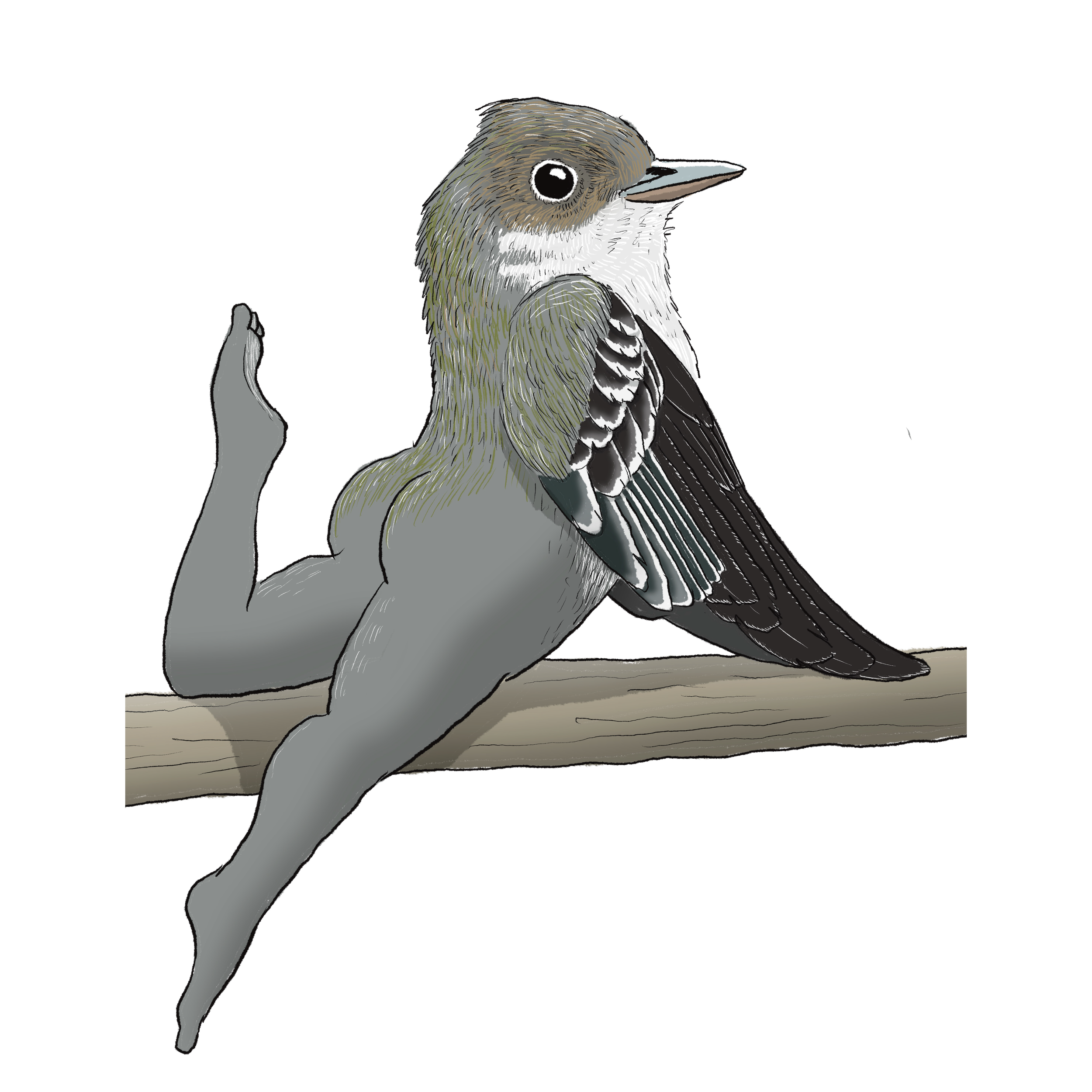 Eastern_Wood_Pewee.png