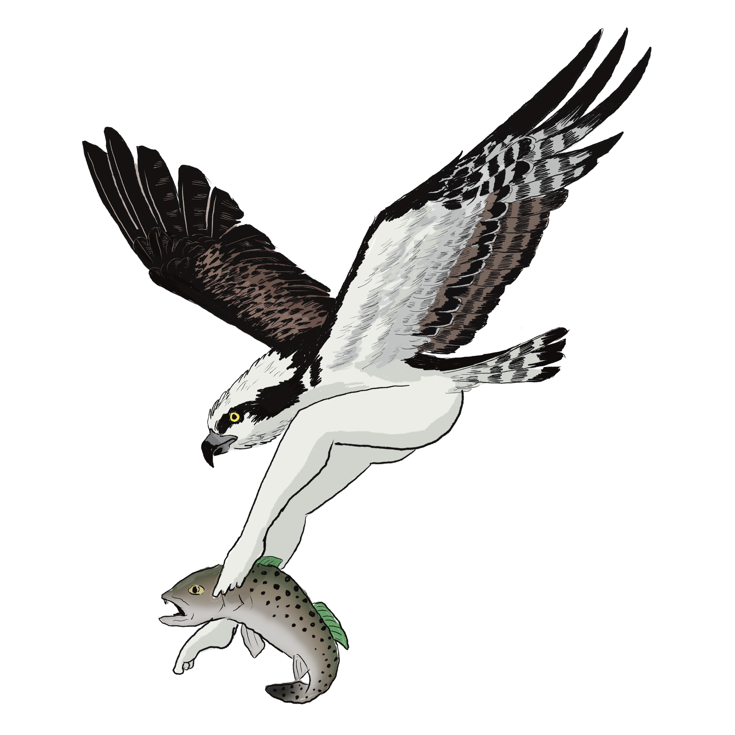 Osprey.png
