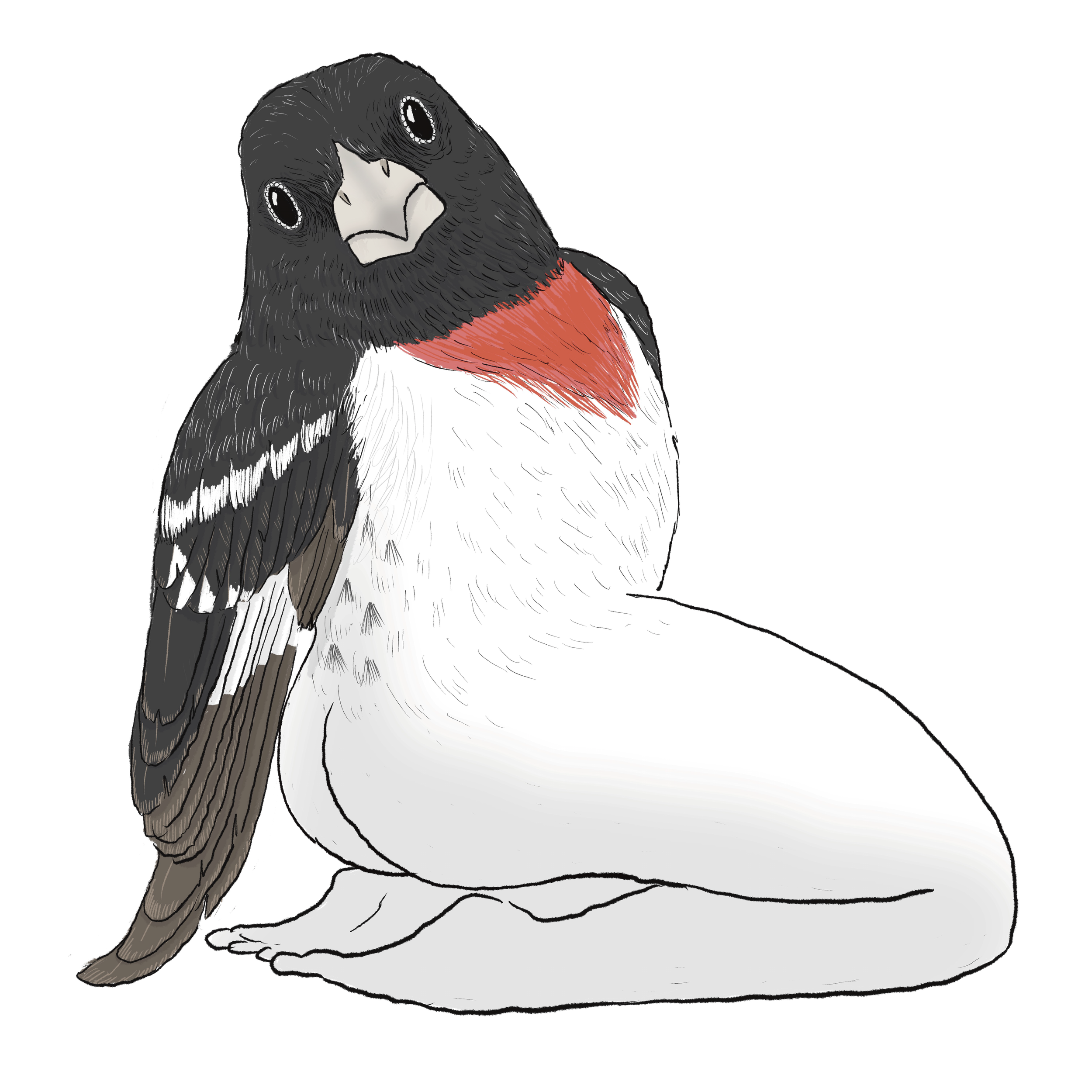 Rose_Breasted_Grosbeak_.png