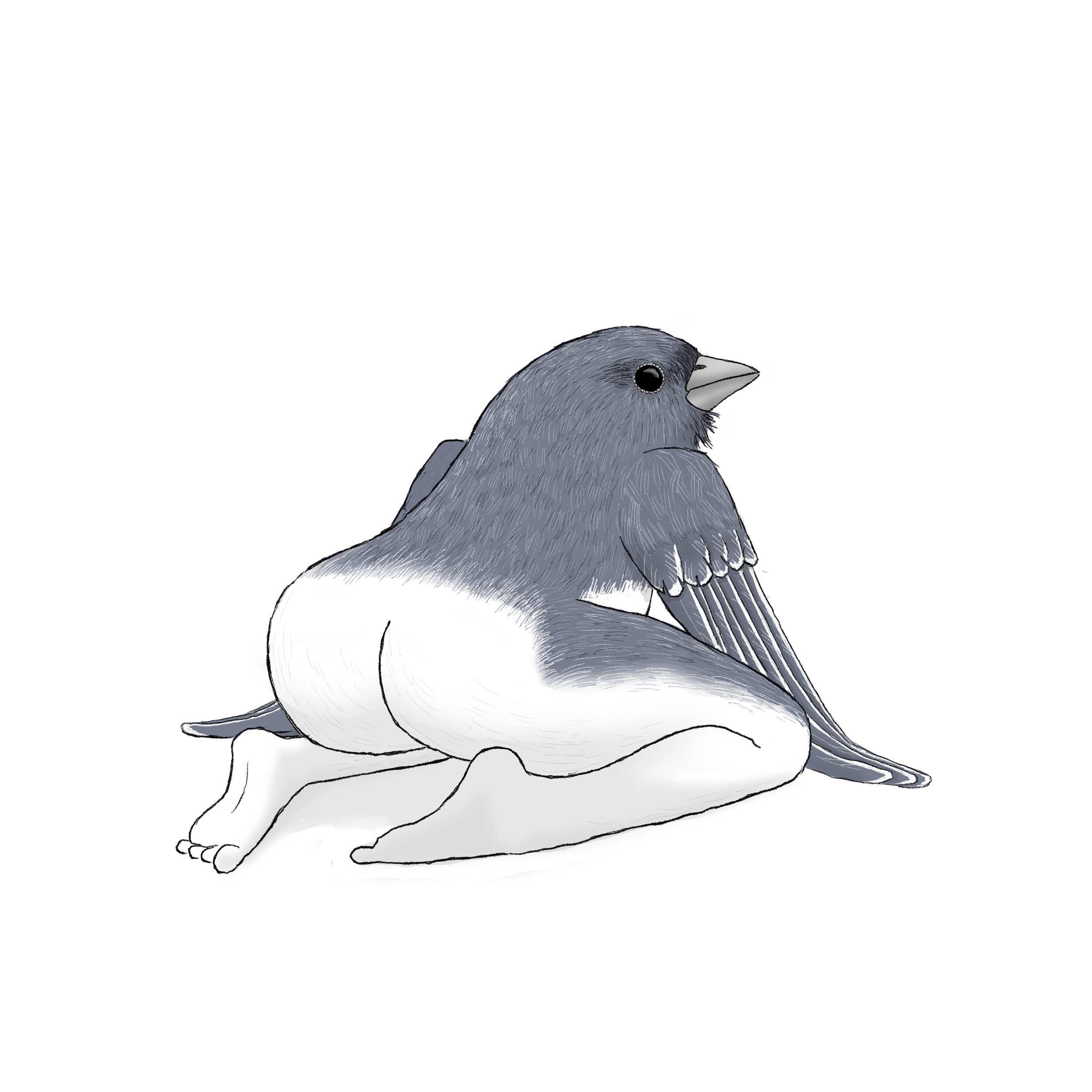 Dark-eyed_Junco.png