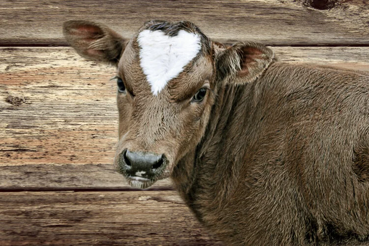 30x20++HEART+CALF+BACKGROUND.jpg