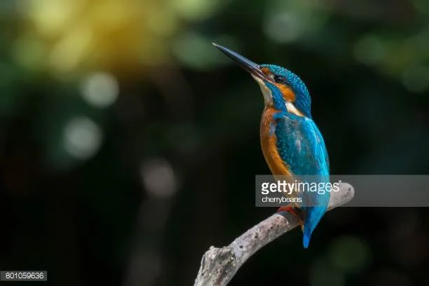 Photo by cherrybeans/iStock / Getty Images