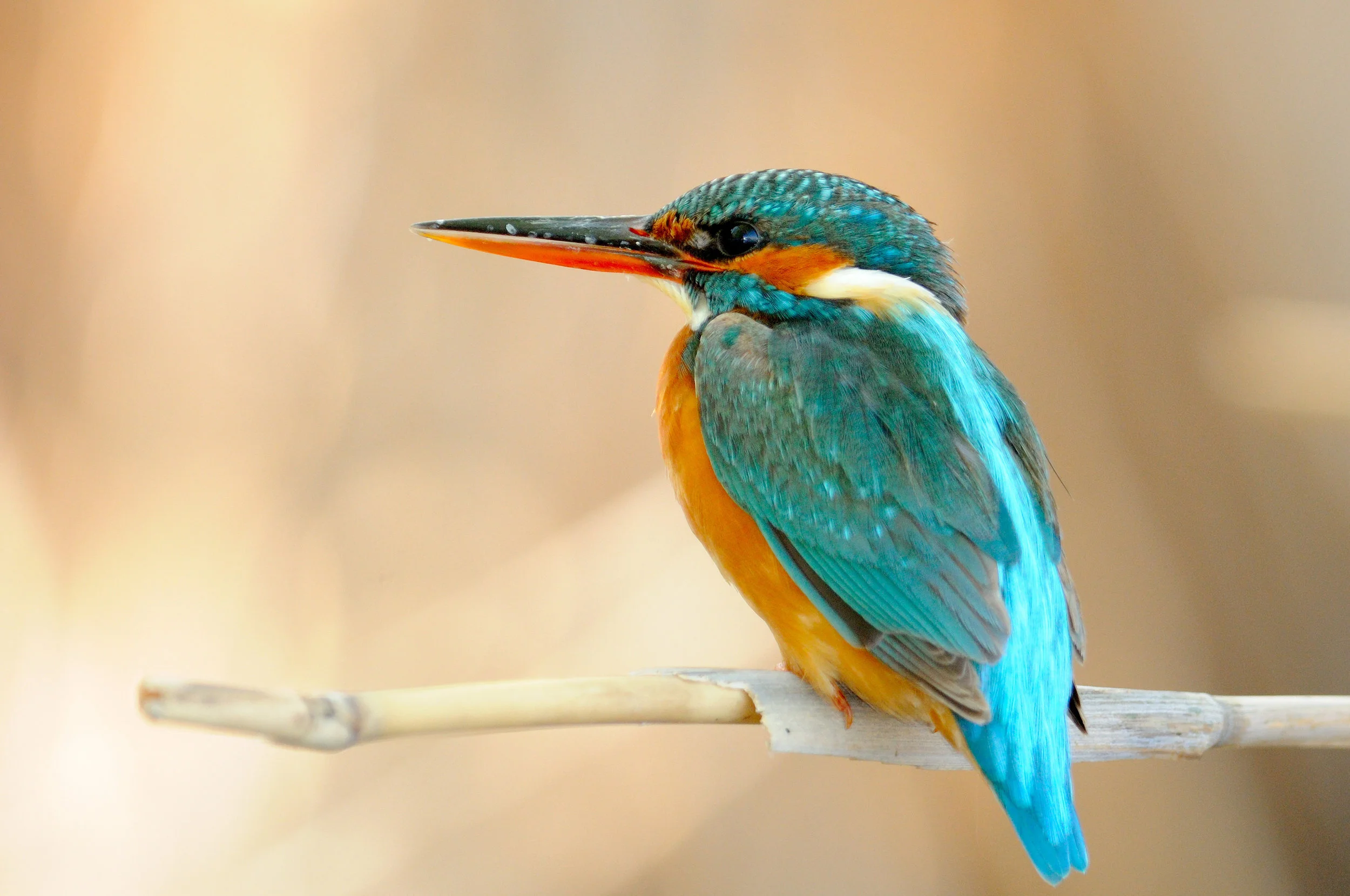Photo by bereta/iStock / Getty Images