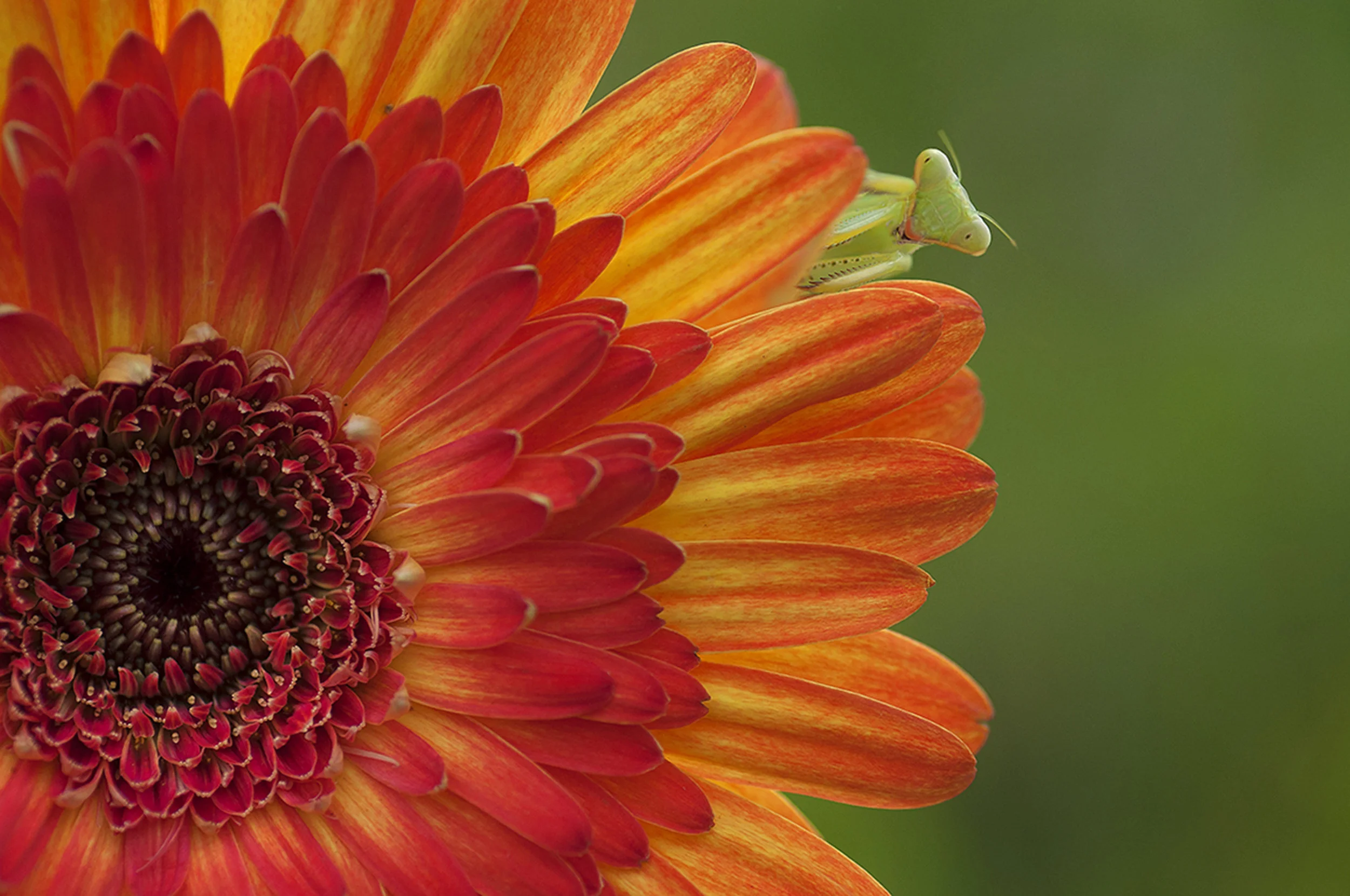 Photo by engabito/iStock / Getty Images