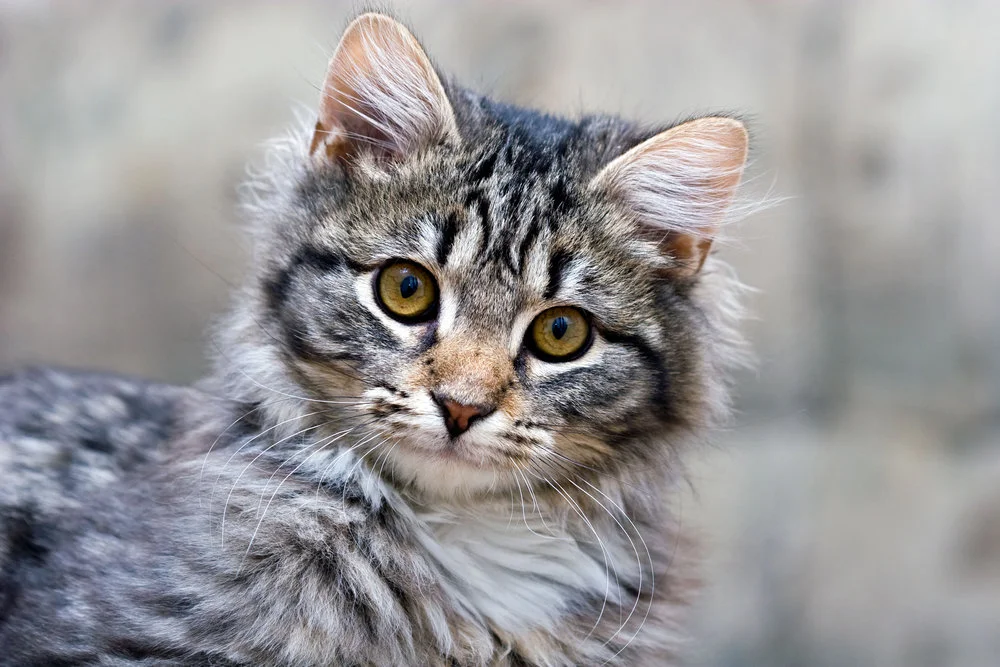 EASE EFFECTS OF DEGENERATIVE CONDITIONS IN INJURED OR AGING ANIMALS