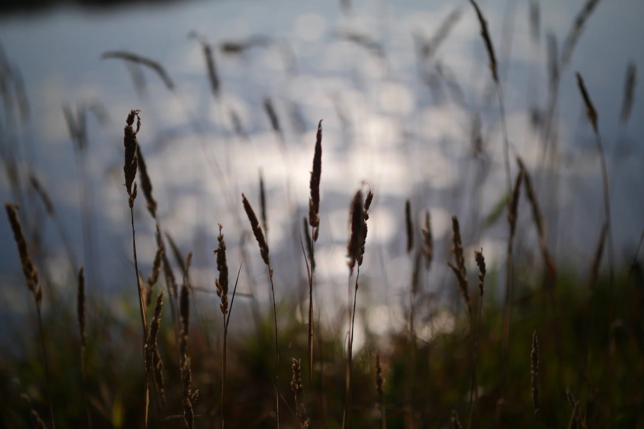 dispicio - the quiet of wideness reflects the inner lights.jpg