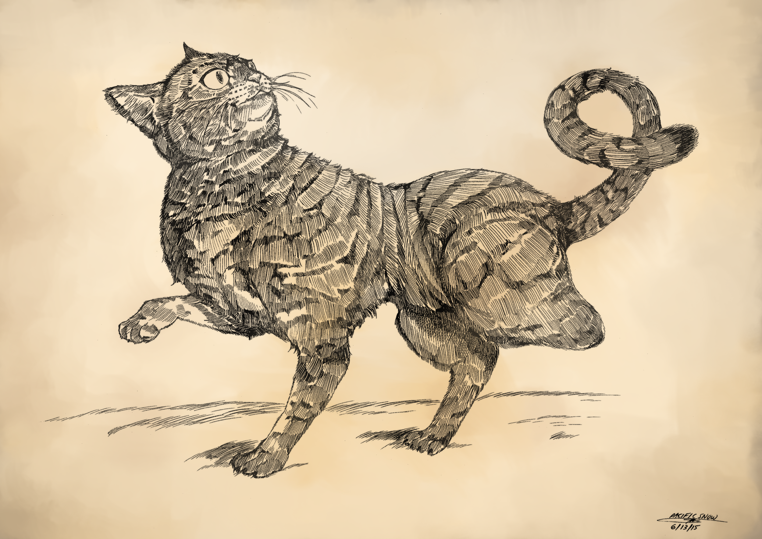 Feles Trium Pedis. Boopoda.