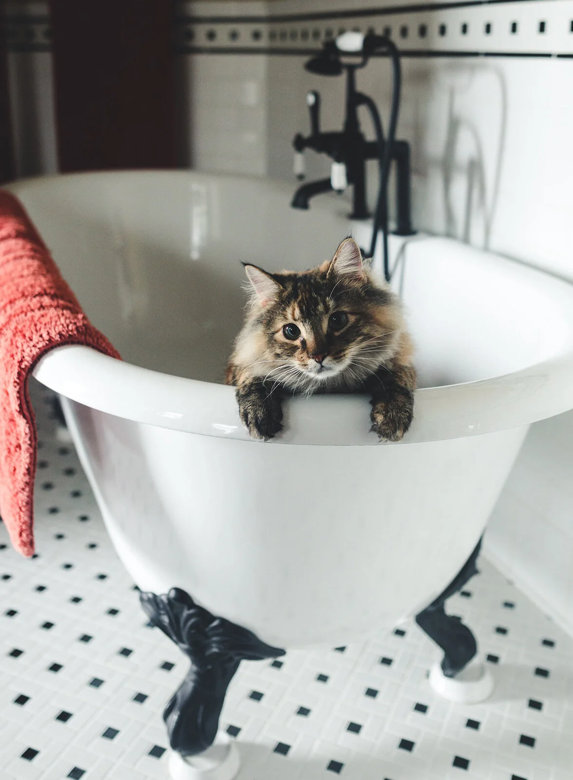 cat-in-the-bathtub.jpg