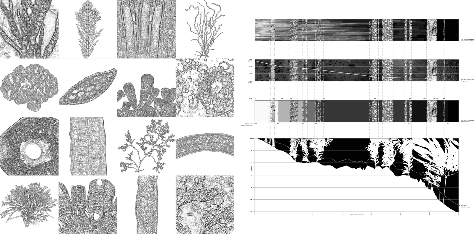 01_Algae as Habitat.jpg