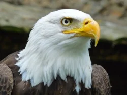 eagle.jpg