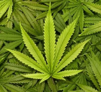 Marijuana and the Eyes