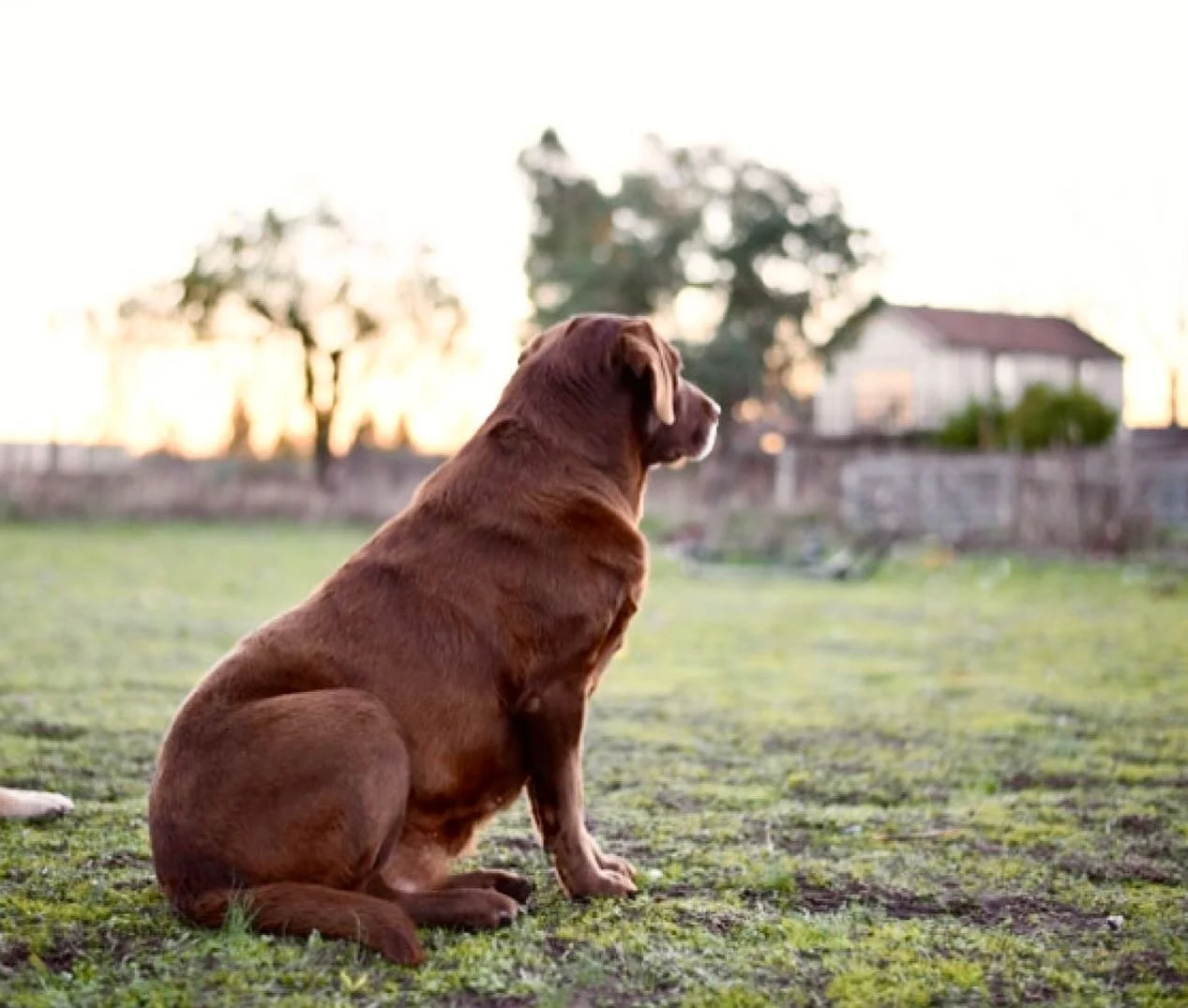 Goodbye to my sweet brown girl. 

She was the craziest pup I&rsquo;ve known. She busted through gates and kennels and was full of life and energy. 
She didn&rsquo;t want to go. She got parvo when she was younger and I told her it was ok if she didn&r