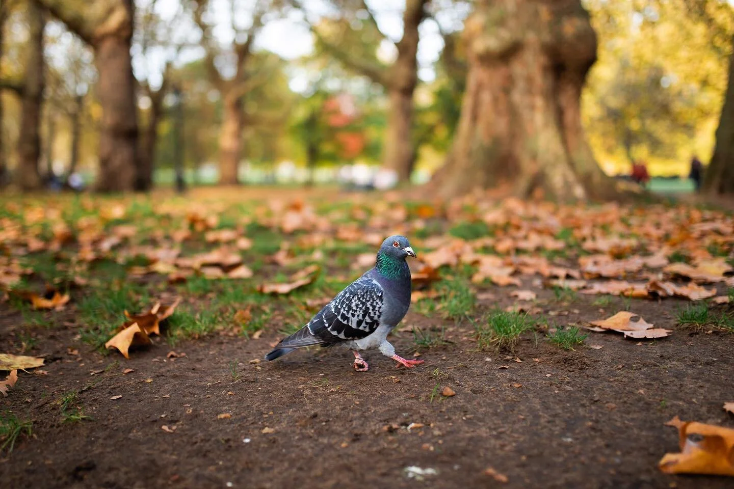 Ah yes. 

What is fall without a gimpy pigeon taking a stroll through St. James Park?