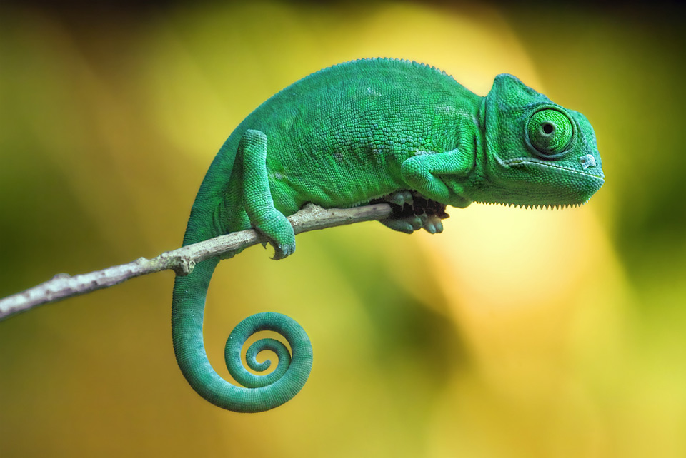 baby-yemen-chameleon.jpg