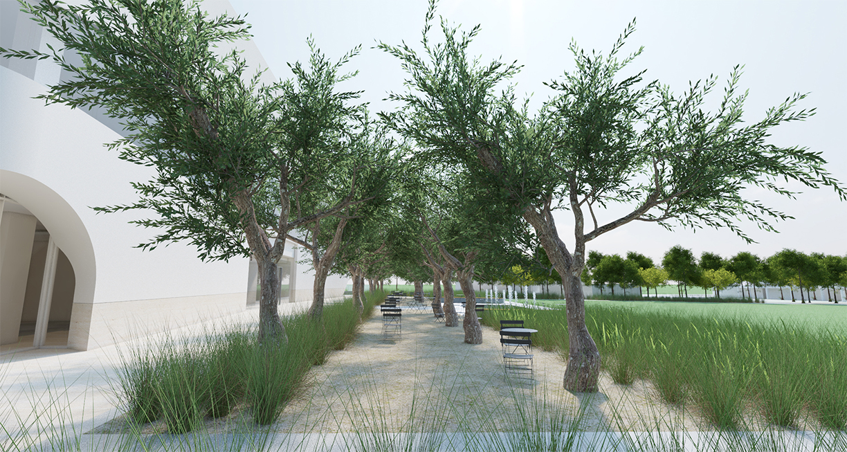 The olive grove on the north side of the library provides transition from the large expanse of green grass that is the community events lawn with a glimpse of landscapes more at home in arid and subtropical southern California.
