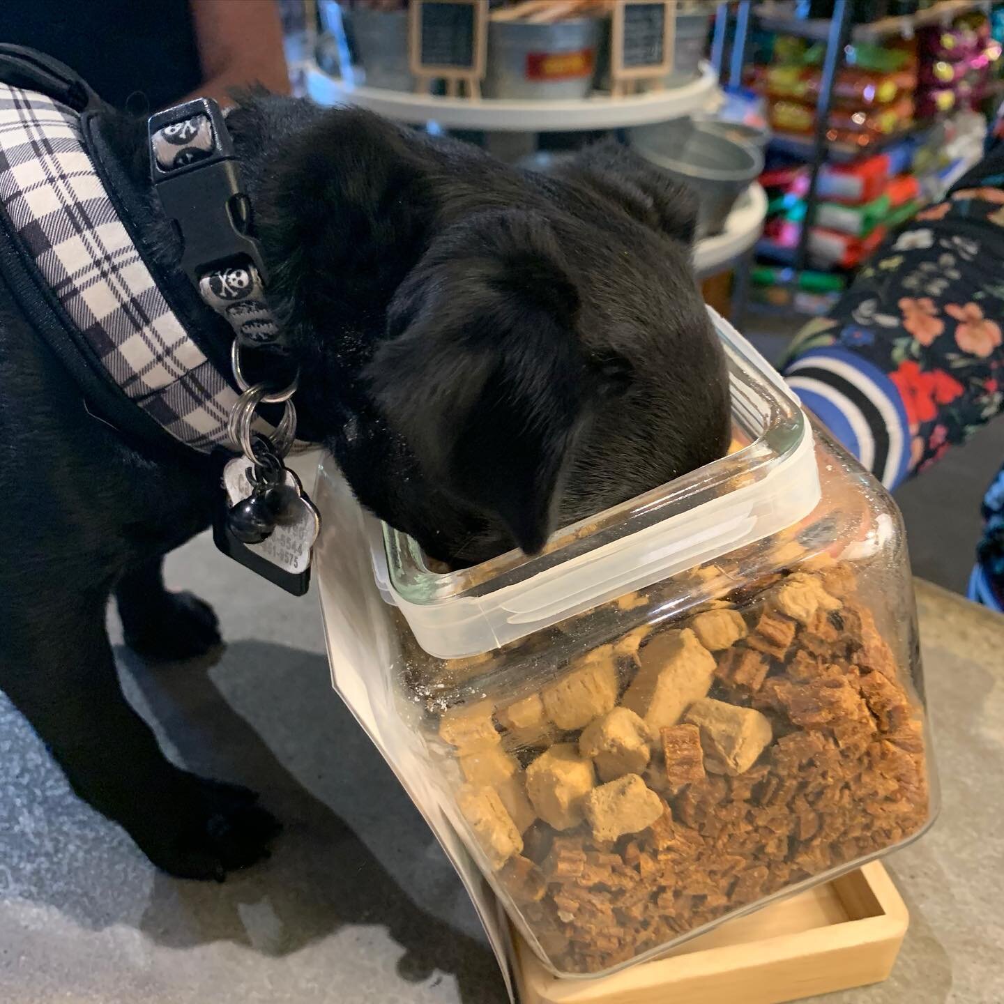 New Year&rsquo;s resolutions at Healthy Pets SLC...Ziggy can fit his entire head in our treat jar 🐶🐾 #pugsofinstagram #healthypets #utahdogs #sugarhouse #utah #dogsofinstagram #pugs #dogtreats #shoplocal #shoplocalutah #localfirstutah