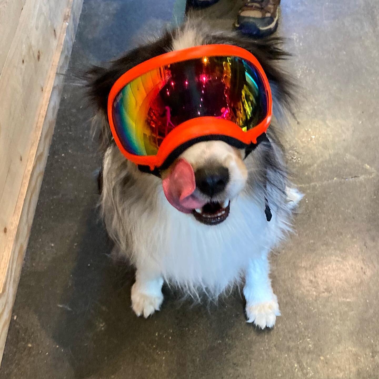 Our friend Theo is just too cool for school! 😎❤️👍 #healthypets  #joecool #lifeisgoodwithdogs #sugarhouseutah #utahdogsofinstagram #petsofslc #utahdogs #shoplocalslc #slcdogs #dogsofsugarhouse