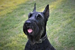 Olive (Healthy Pets Original Mascot 2008-2022)