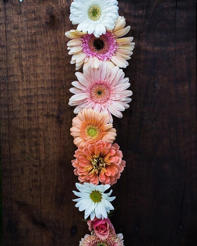 There&rsquo;s something about a flower with a center and petals bursting out the sides. Gerberas, zinnias, daisies etc.
It reminds me when of when I was little and I&rsquo;d draw flowers and they always looked like daisies of some sort. 🌸
.
Picture 