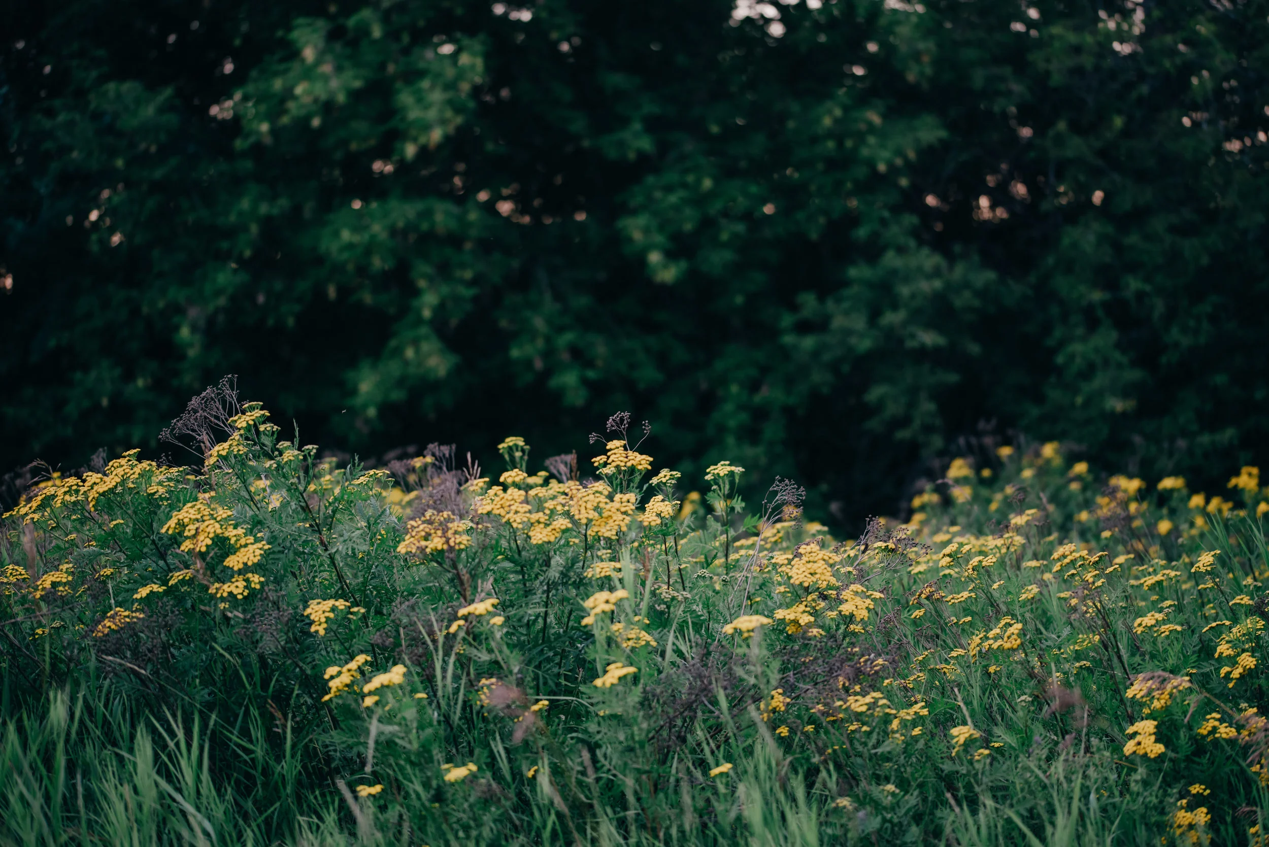 2017_07_25 Heather Headshot_018.JPG