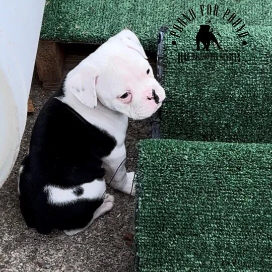 EB019D39-D8D8-4C21-B377-A1A1329D020B