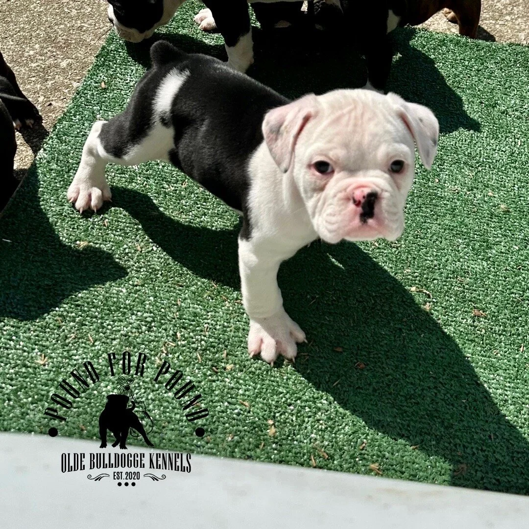 CAE87866-8165-4DD4-9283-A780D4850A3A