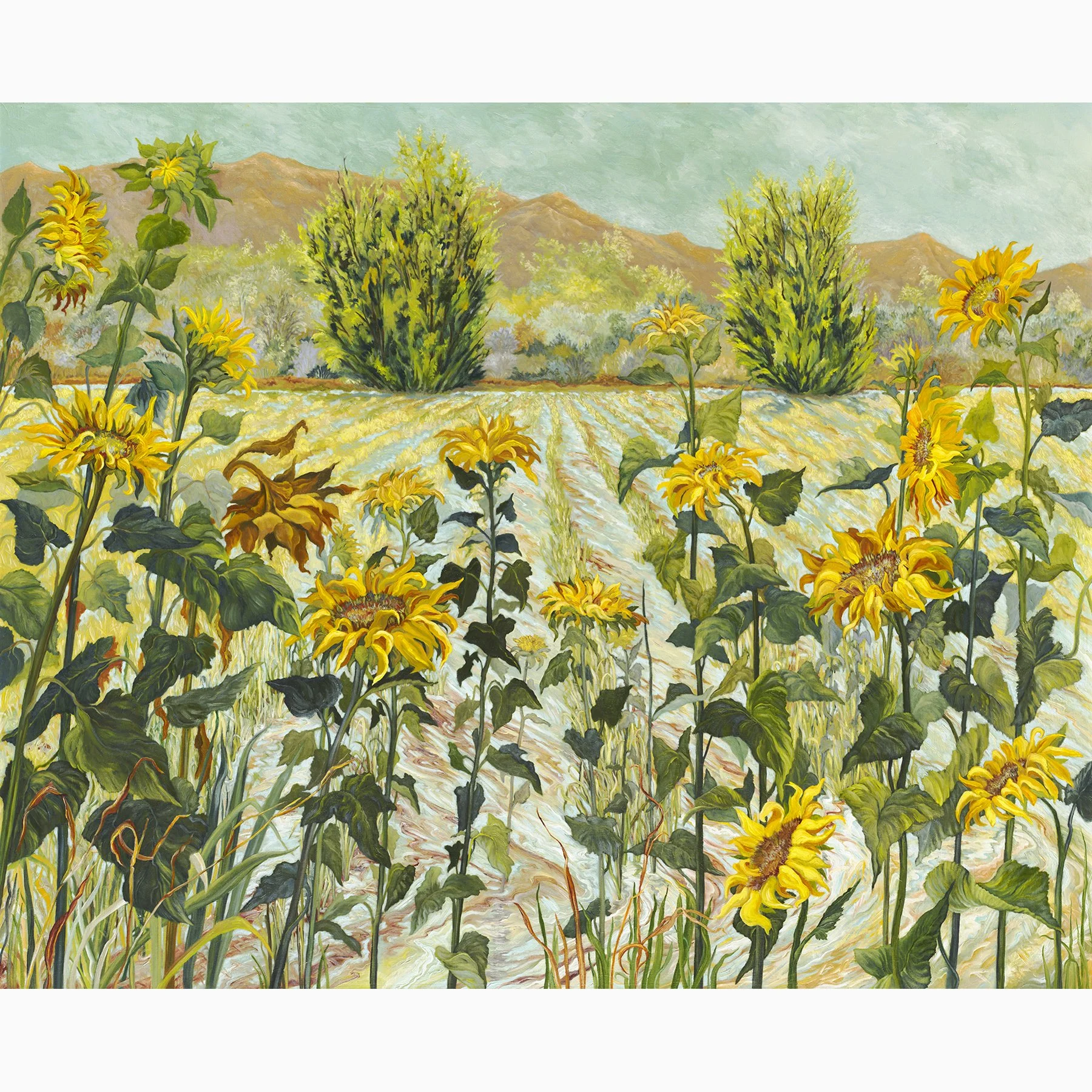 Flood in Los Poblanos Fields