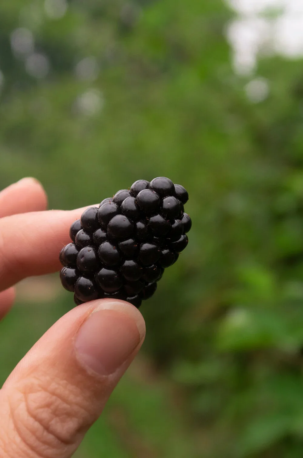 blackberry_fruit_marionette.webp