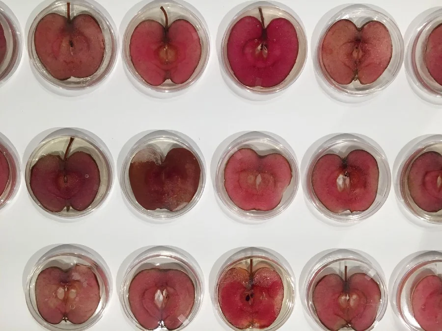 Repurposed-46, an artwork by Andrew Pelling that featured 46 apple slices embedded with HeLa cells. Photo: Andrew Pelling