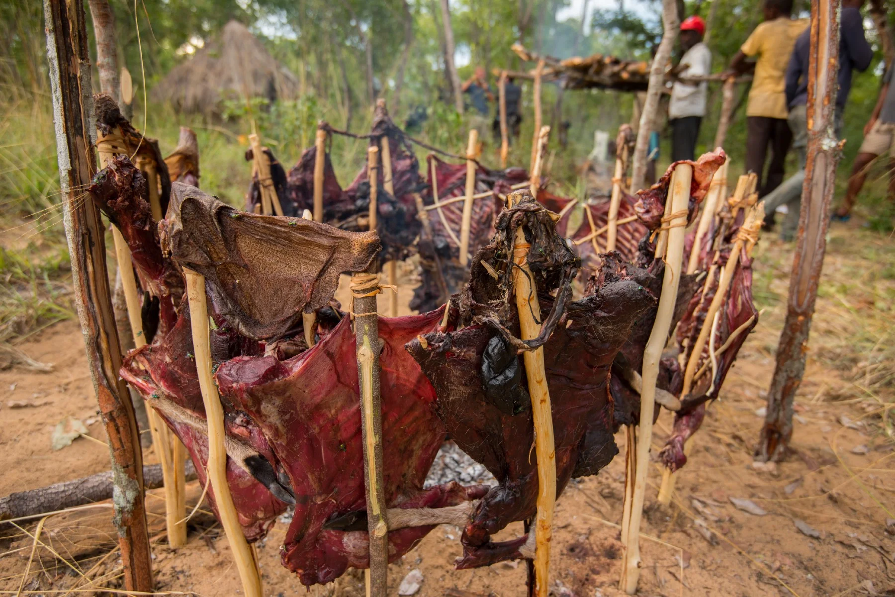 Bushmeat drying in preparation to take to a remote town market by Luchaze hunters. Photo: Chris Boyes
