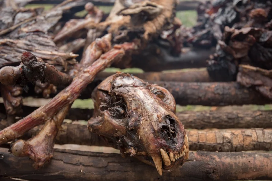 Above: Hunters set uncontrolled fire to vegetation to drive wild animals into pit traps. Photo: James Kydd Below: The remains of skinned animal carcasses. Photo: Chris Boyes