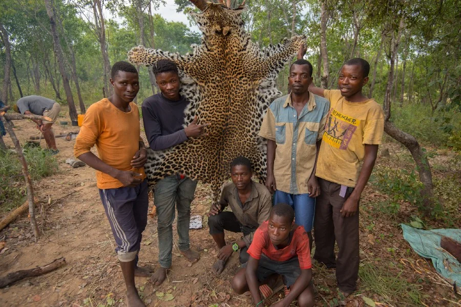 Hunters also target carnivores whose skin, bones and meat fetch a price at local markets. Photo: Chris Boyes