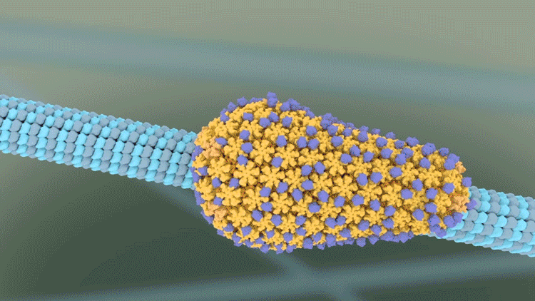 The HIV capsid moves towards the nucleus of the T cell, using the cell’s microtubules as a kind of highway system.