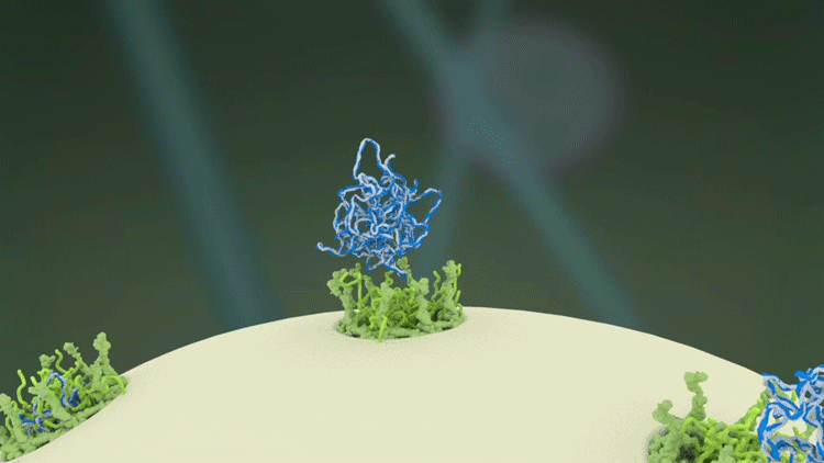 Different RNAs begin leaving the nucleus of the T cell.