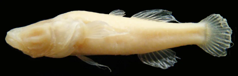 cavefish2.jpg