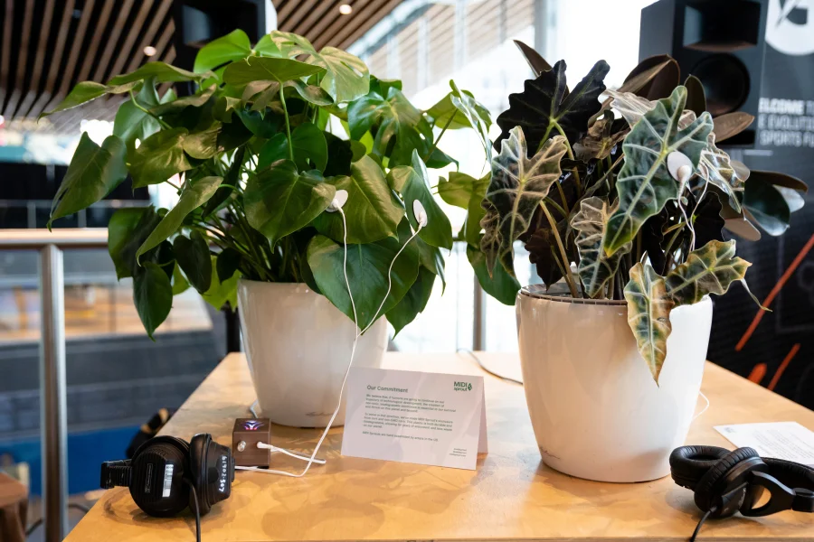 These two plants are part of the Data Garden Quartet , a collection of potted plants that wear special sensors to measure their conductivity — and turn it into music. Data Garden appeared at TED2019: Bigger Than Us, April 15–19, 2019, Vancouver, BC, Canada. Photo: Marla Aufmuth / TED