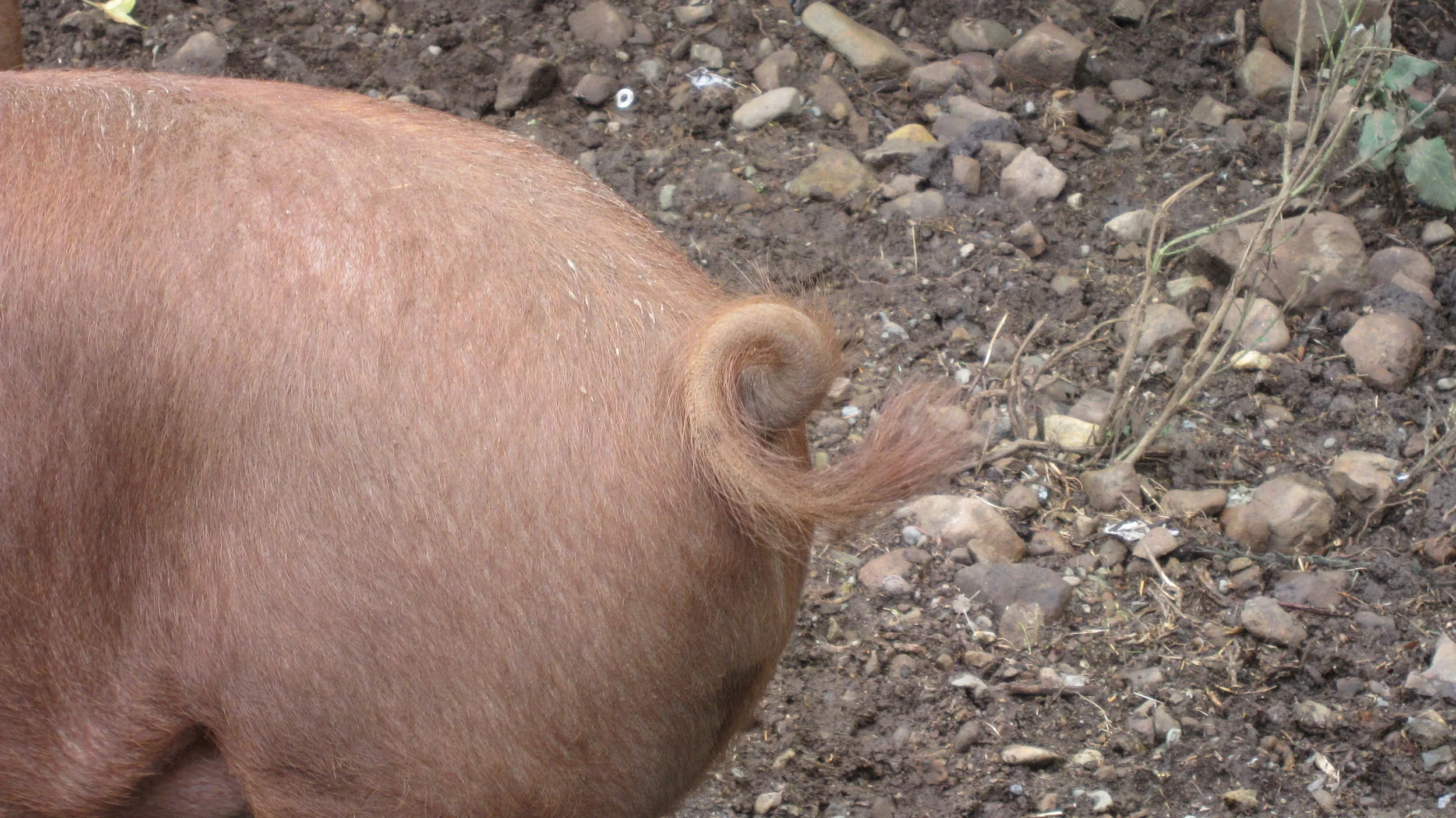 New Year's Sleaze with Bad Not Cheap