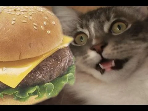 catburger.jpg