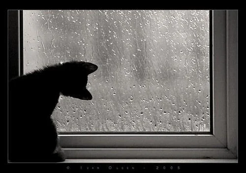 catrainwindow.jpg