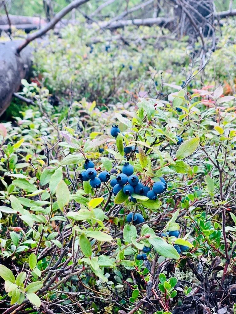 Local food hub bringing consumers and producers together in BC’s north