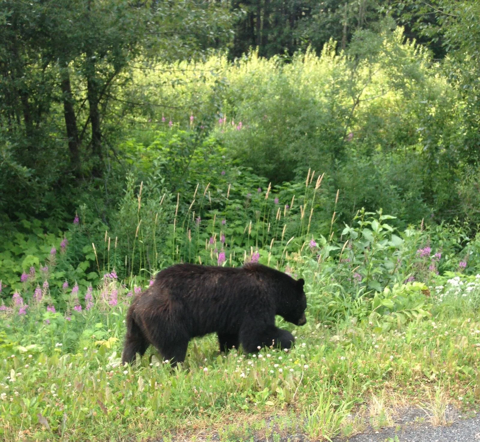 Social wildlife management marred by misinformation, lack of resources