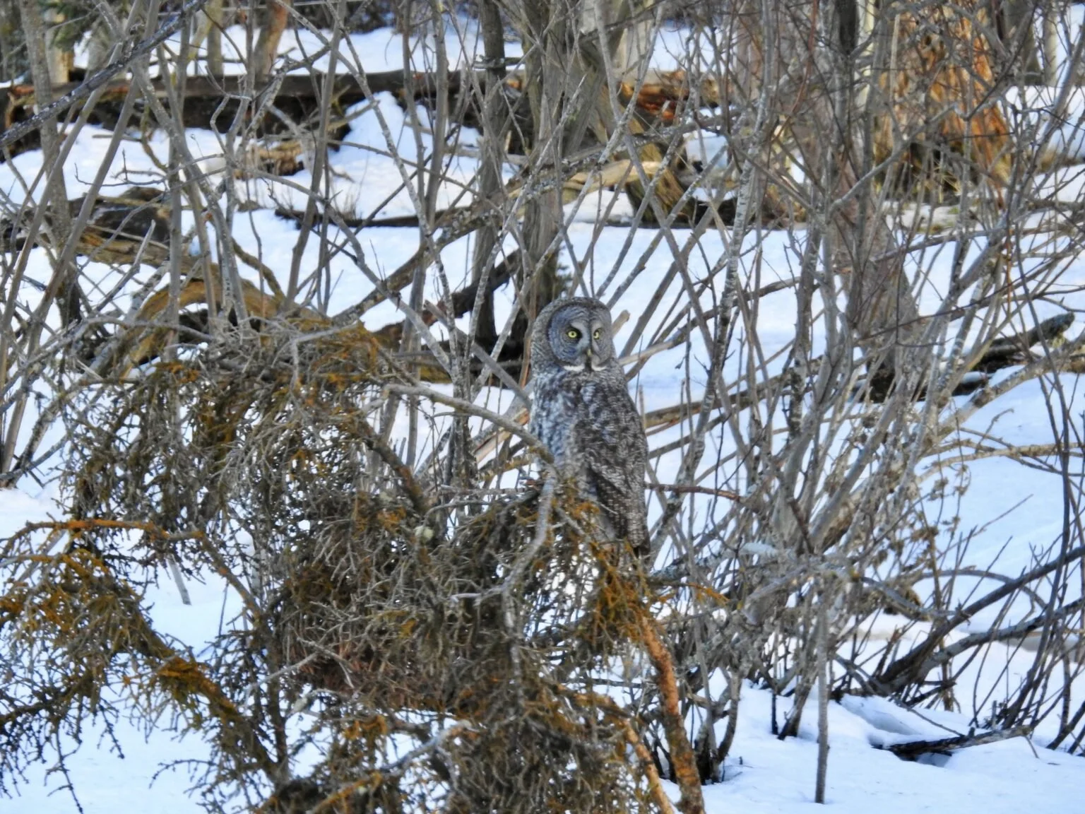 Annual volunteer-driven winter bird count sets new record in Prince George