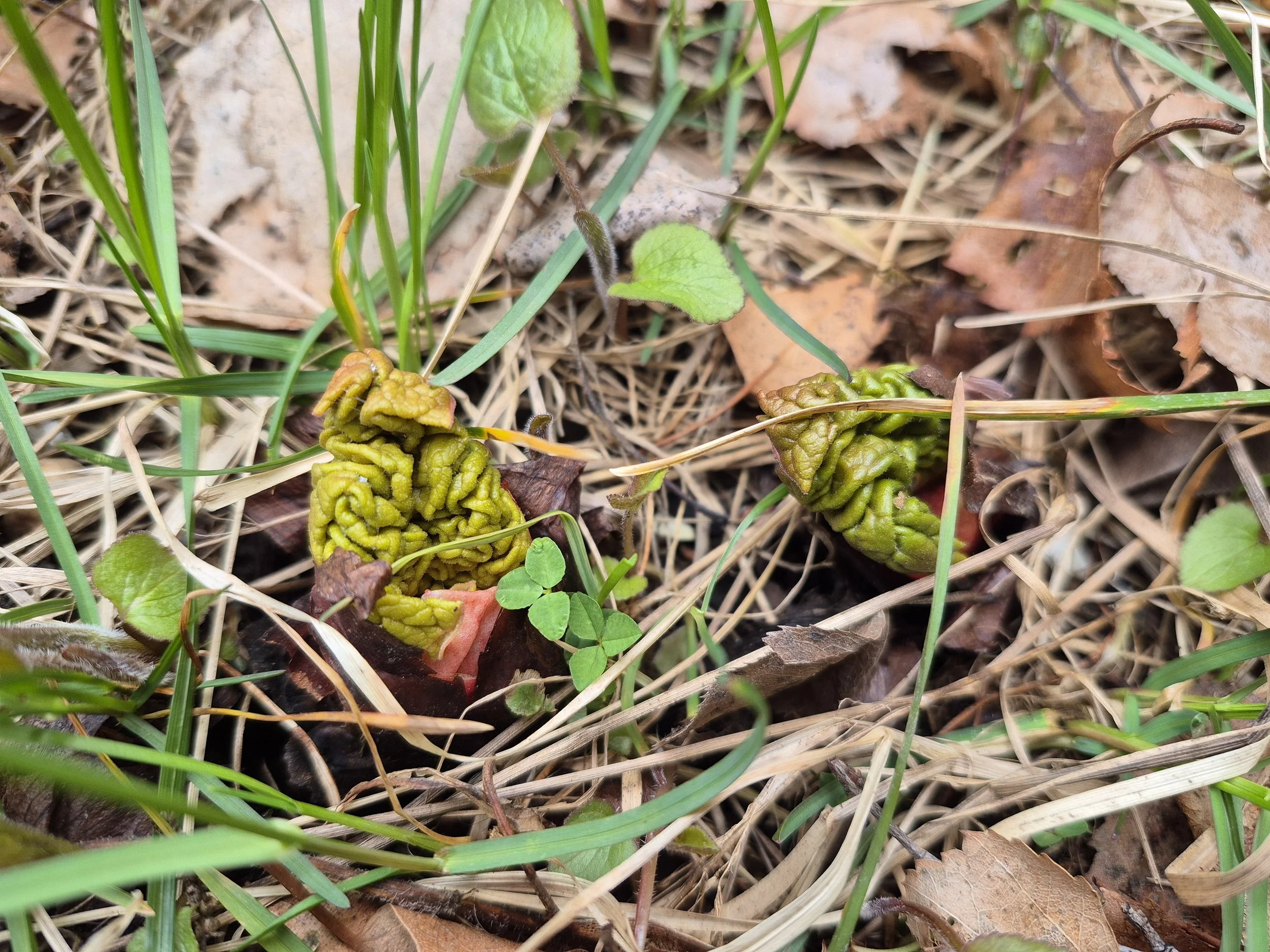 Local branch of food security initiative seeks volunteers in northern BC to max out enrollment